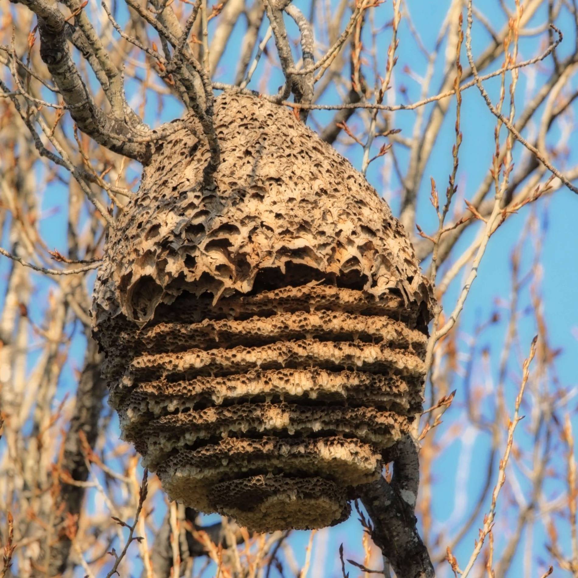 Destruction de nids de guêpes et de frelon à Cuiseaux